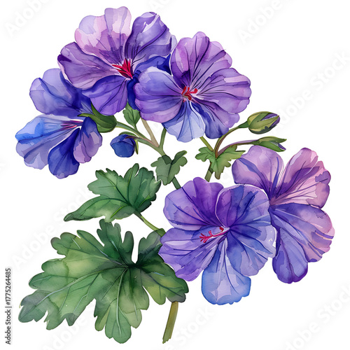 Watercolor of purple geranium flowers and leaves on transparent background