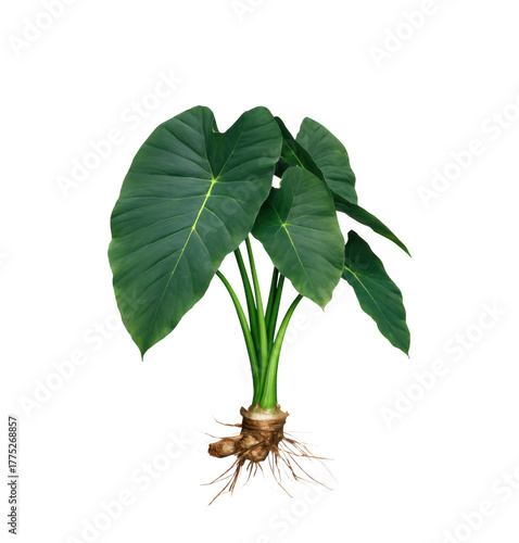 A vibrant green taro plant with exposed roots and large leaves against a stark black background