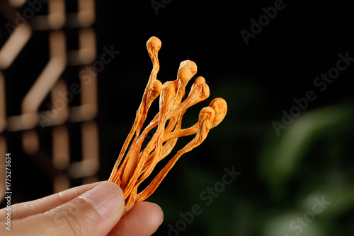 Golden Cordyceps Mushrooms Traditional Chinese Medicine Herbal Ingredient in Hand