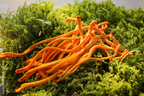 Golden Cordyceps Mushrooms on Moss - Traditional Chinese Medicine Herbal Formula Ingredient