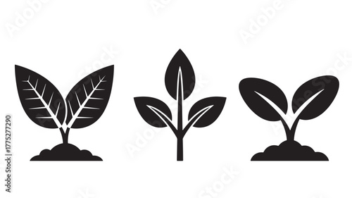 Three botanical leaf illustrations with stems perfect for designs on transparent background silhouette