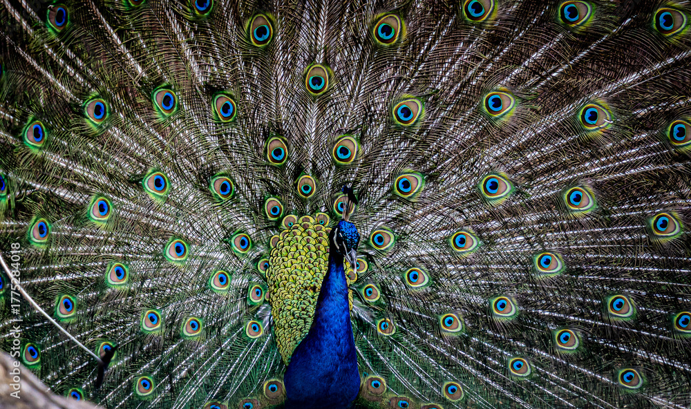 Fototapeta premium Peacock with beautiful feathers and dancing.