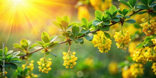 Vibrant Berberine flowers blooming in a lush green meadow with sunlight filtering through leaves