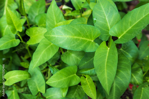 Wallpaper Mural Background from fresh green spinach leaves. Texture of raw organic spinach close up. Food background Torontodigital.ca