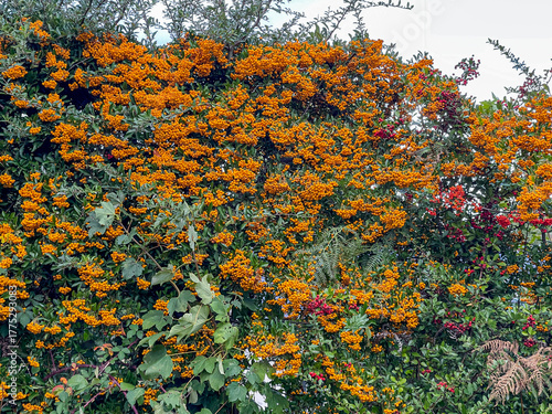 scarlet firethorn berries