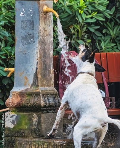 Portoferraio, Elba, Toscana, Italy, Europe - 26 September 2025, dog at the fountain