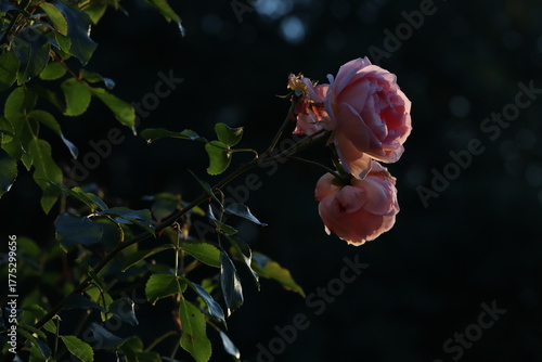 pink roses in the garden