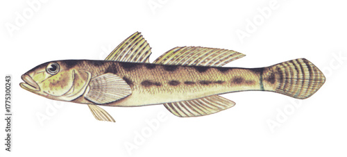 マハゼのイラスト