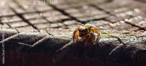 Принти на полотні The tiny spider on the handrail