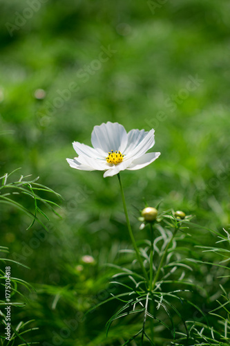Foto white cosmos flowers in the garden_01