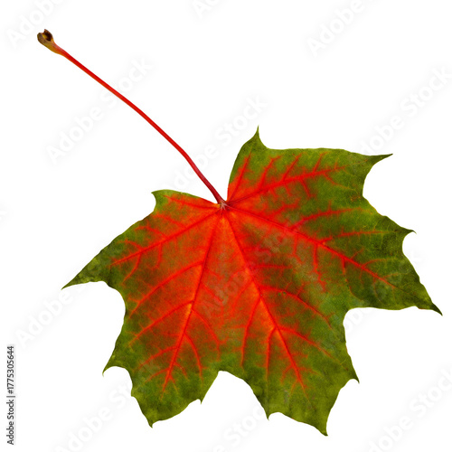 A single maple leaf shows vivid autumn hues of red and green against a clean ...