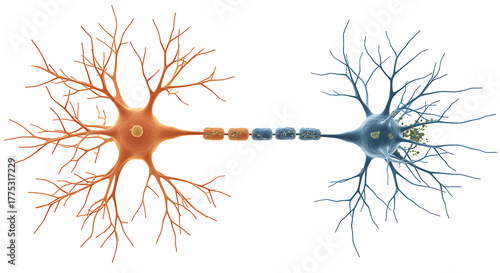 Neuron Cell Anatomy and Multiple Sclerosis Disease Illustration