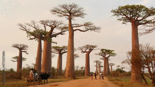 famous Baobab Avenue in Madagascar with zebu cart 
