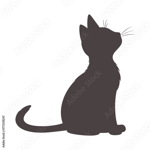 black cat on white background