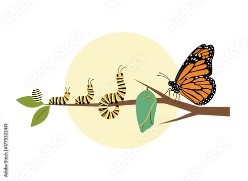 Illustration of a butterfly's life cycle—caterpillar, larva, pupa, and adult emergence—showing the metamorphosis stages, growth, and transformation of the winged insect on a tree branch in a flat