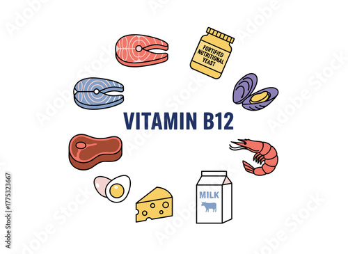 A selection of vitamin B12‑rich foods—including cottage cheese, eggs, seafood, fish, meat, and dairy products—along with dietetic and organic natural nutrition items, depicted in a flat vector