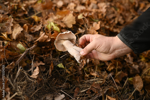 Canvas Print A man picks mushrooms in the forest in autumn