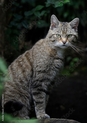 A close up of the Scottish Wildcat (European Wildcat)