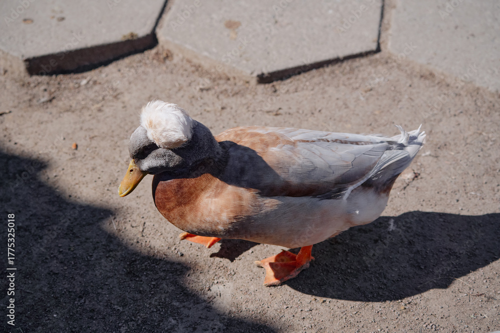 Fototapeta premium A crested duck with unique plumage resting on a sunlit dirt path surrounded by shadows.