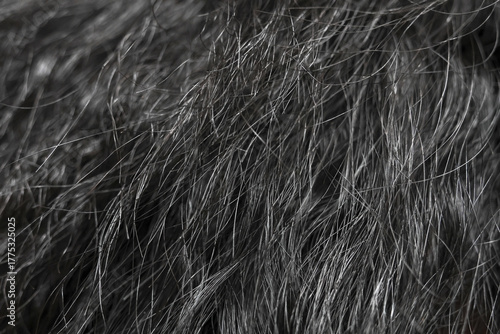 Black and grey fur texture creating natural animal hair background. soft, macro detail shot of wild coat, providing feeling of warmth and untamed comfort for any design