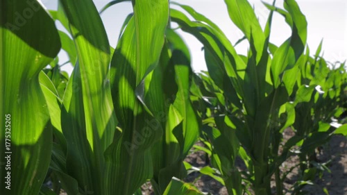Corn plants thrive in the field, displaying lush green leaves and strong growth as they prepare for the harvest season under the sun