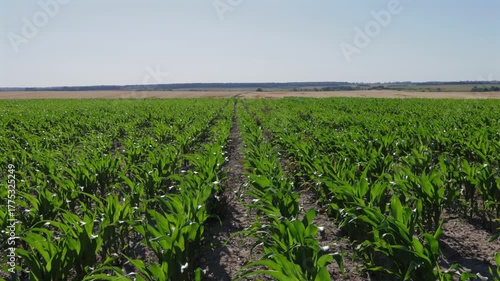Rows of vibrant corn plants stretch across the field under a bright sky, showcasing the healthy growth of the maize crop
