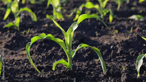 Corn plants sprout and grow in rich soil under the sun, signaling the start of their life cycle and future harvest