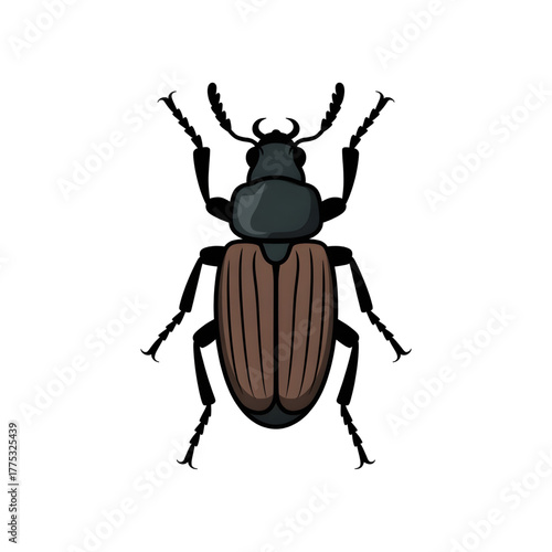 A beetle illustration vector style
