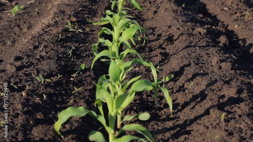 Corn seedlings sprout in neat rows under the sun, highlighting the early stages of growth in a vibrant field ready for harvest