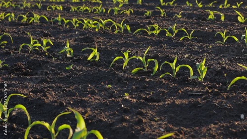Small corn seedlings emerge from dark soil in a sunny field, showcasing the beginning of their growth cycle towards harvest