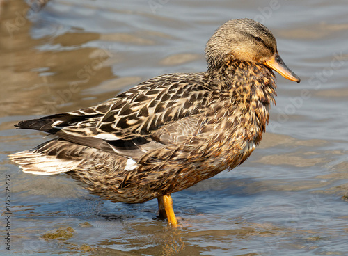 Gadwall on the shoreline