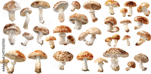 Watercolor Shiitake Mushroom Clipart