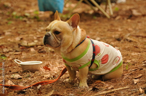 french bulldog puppy