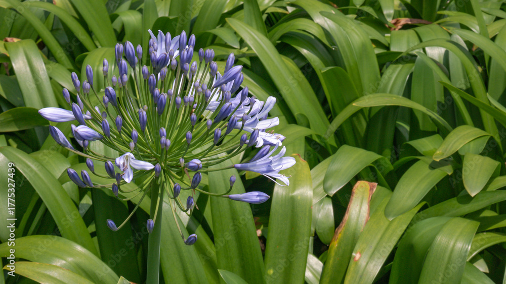 Obraz premium Beautiful African Lily with purple-blue blossoms standing tall in tropical garden, symbolizing elegance and vitality.