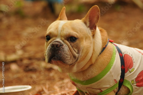 french bulldog puppy