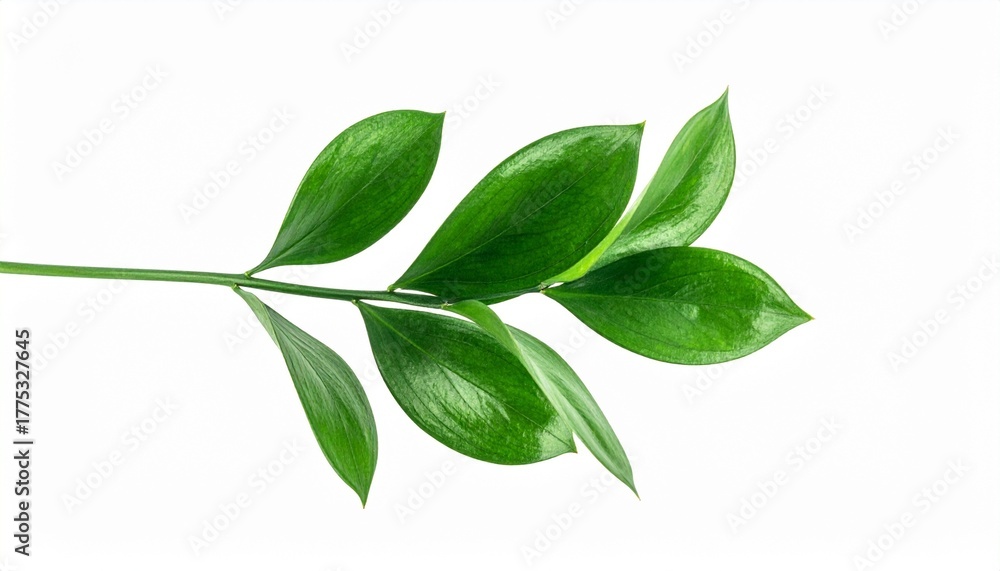 Naklejka premium Glossy green leafy branch with alternating pointed leaves on central stem, evoking botanical clarity and natural elegance.
