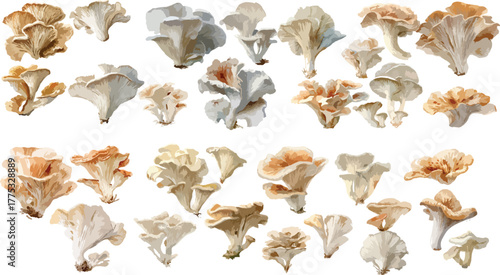 Watercolor Oyster Mushroom Clipart
