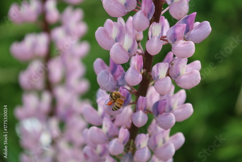 a bee collecting pollen from the lupine flowers