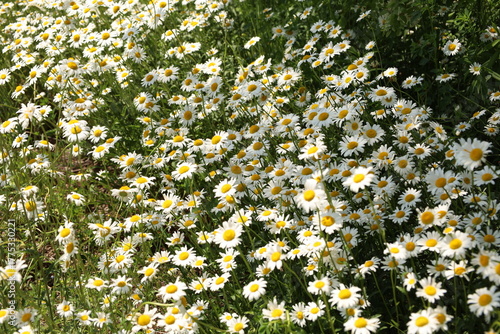 stinking camomile meadow