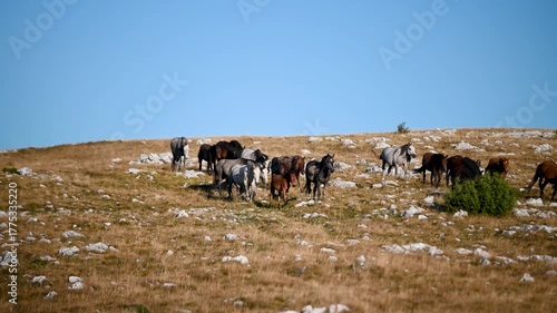 A group of wild horses grazing grass on a mountain. Free horses in nature. Herd of wild horses. 