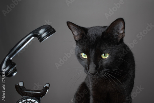 Studio portrait of a black cat with glossy fur, isolated against a clean background, highlighting elegant features, intense eyes, and a calm, mysterious expression.