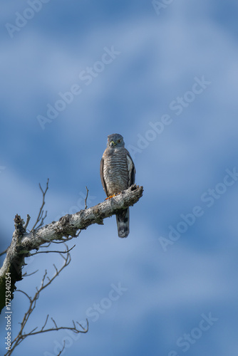 red tailed hawk perched on branch