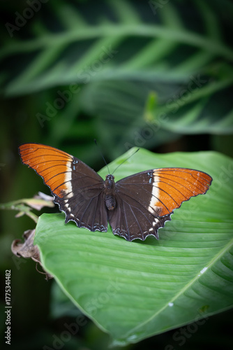 butterfly on a leaf