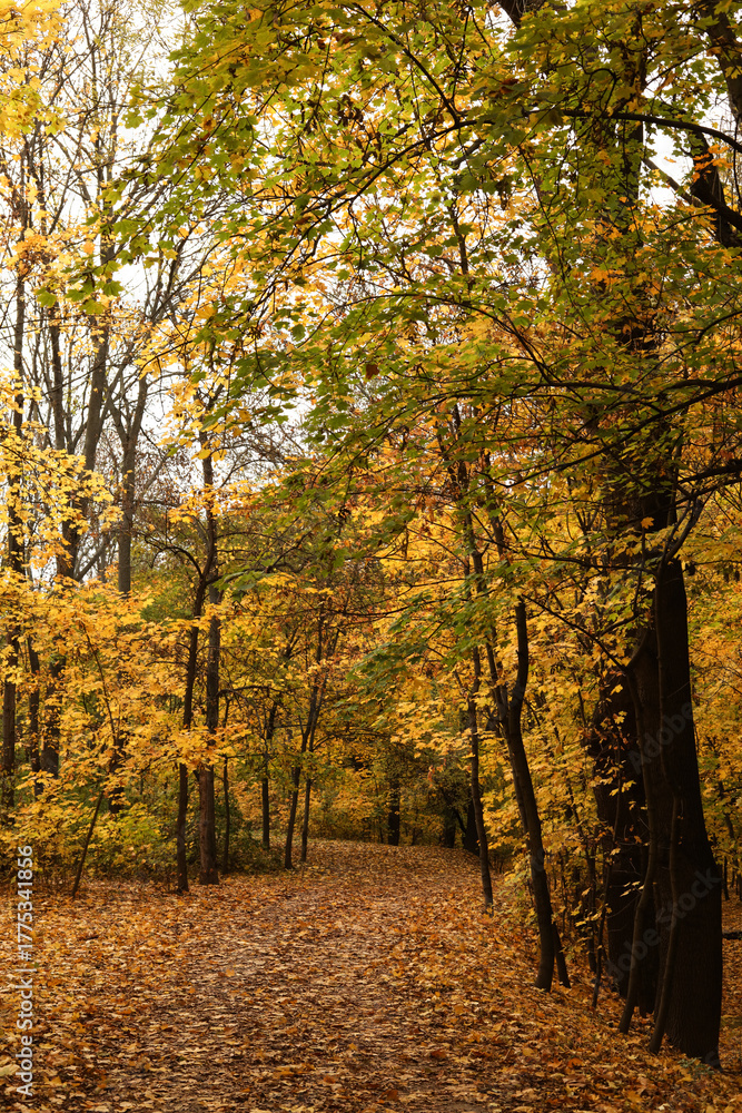 Fototapeta premium Path in autumn forest with yellow leaves. Colorful autumn landscape.