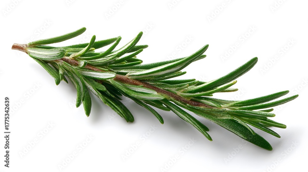 Fototapeta premium Fresh rosemary sprig isolated on white aromatic culinary herb ingredient