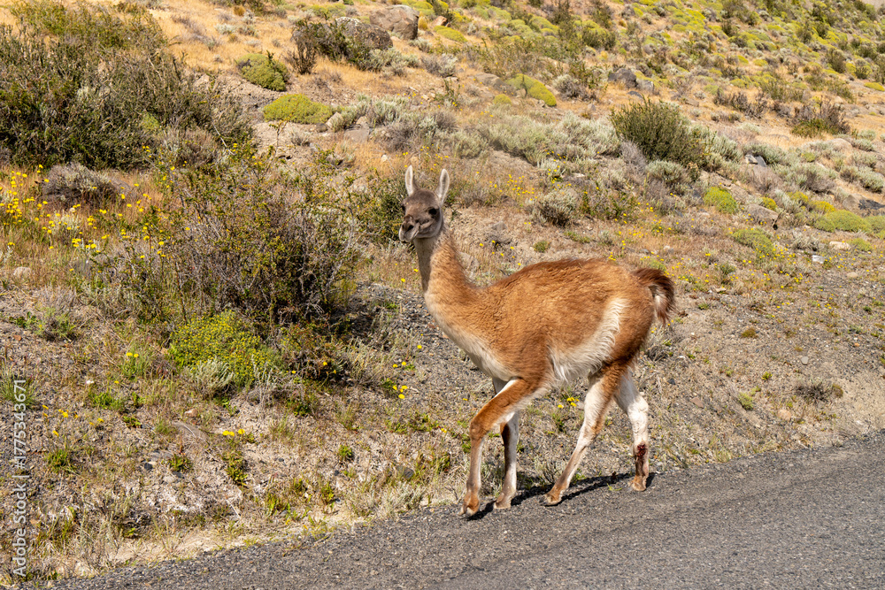 Obraz premium Guanacos at Torres del Paine National Park is one of Chile's most important protected wilderness areas. It is located between the Andes Mountains and the Patagonian steppe. Chile, South America