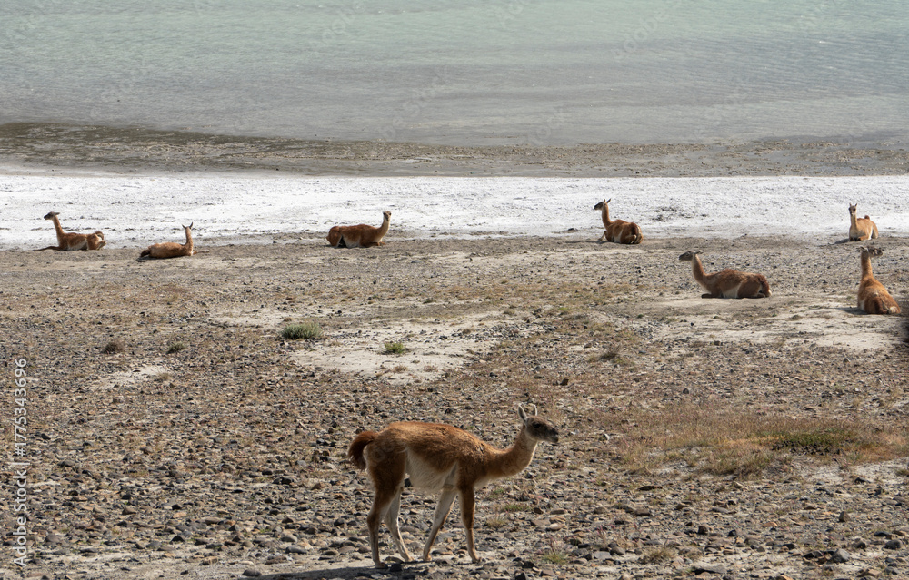 Fototapeta premium Guanacos at Torres del Paine National Park is one of Chile's most important protected wilderness areas. It is located between the Andes Mountains and the Patagonian steppe. Chile, South America