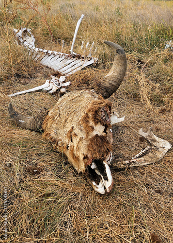Remains of bison skeleton scattered in prairie