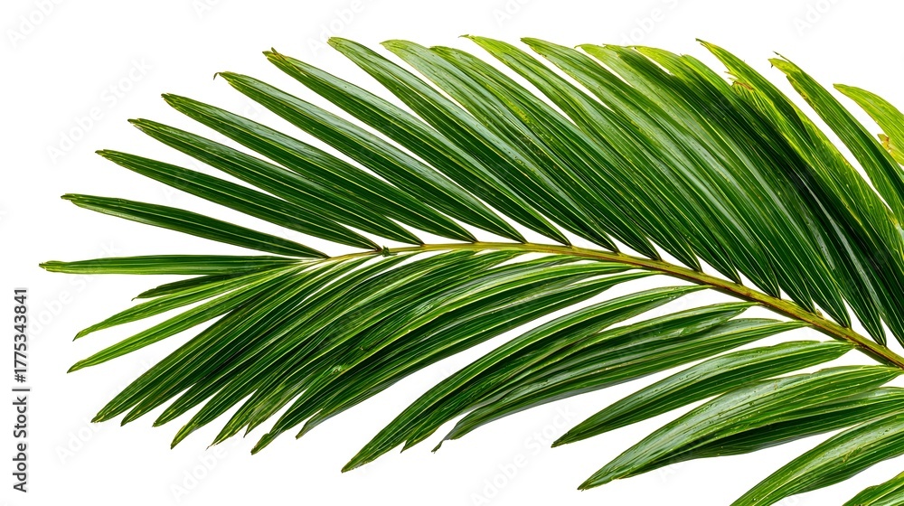 Obraz premium Lush Green Palm Frond Isolated on White Background Detail View