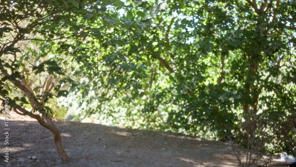 Fototapeta premium Soft defocused garden scene with shallow bokeh foliage, dappled sunlight through canopy, earthy foreground path and soft shadows; background backdrop copyspace calm.